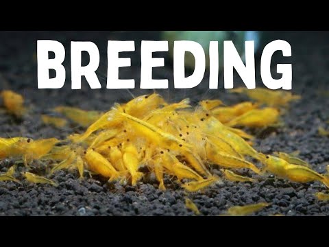 How to Breed 1000's of Cherry Shrimp!