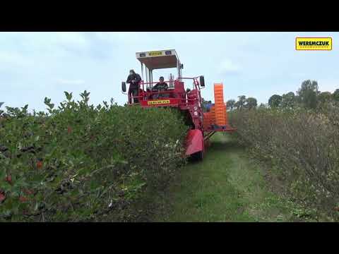 Ягодоуборочный самоходный однорядный комбайн VICTOR фирмы WEREMCZUK FMR