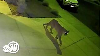 Mountain lion seen roaming through Merced neighborhood