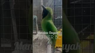 Download lagu menaikan emosi cucak ijo bongkar isian #lombaburung #masteran #ampuh #cucakijo #jamtrok #ngentrok mp3