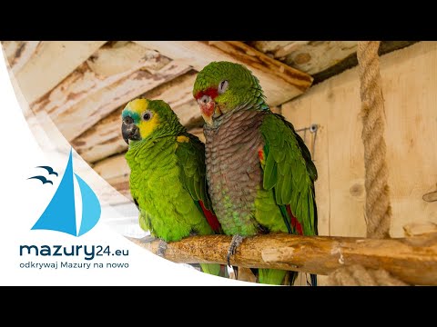 Papugarnia Mazury w Wilkasach