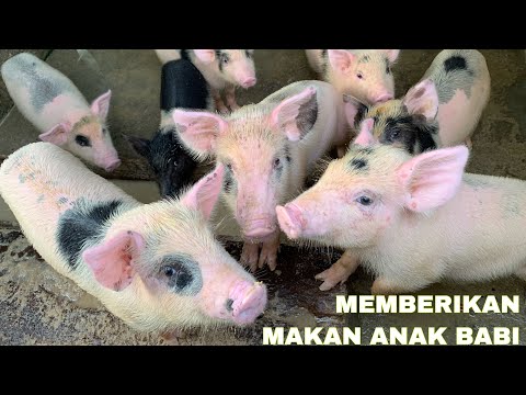 , title : 'MEMBERI MAKAN ANAK BABI - FEEDING PIG Balinese Traditional Culture'
