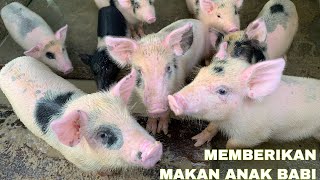 Download lagu MEMBERI MAKAN ANAK BABI - FEEDING PIG Balinese Traditional Culture mp3