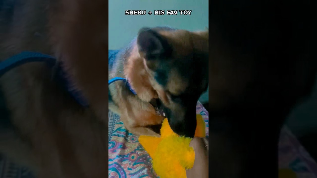 Seru hua khush new toy dekha kr #shorts #video