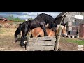 Big Horse Mating Video Animal Mating Penis Of Horse Got Stuck
