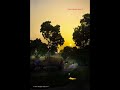 Beautiful Rural Village View With Flute Bansuri Morning Flute Music Shorts Bansuri Flute