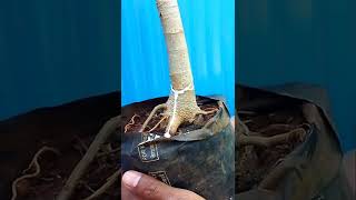 Download lagu Banyan bonsai tree. Bonsai making first step mp3