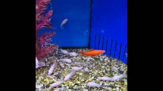 Albino corydoras cory catfish white cory fish