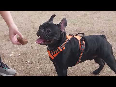 Niko close up--cute dog in the park