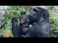 Baby Gorilla - Jameela #19 with Kunda with Kayembe        #gorillas