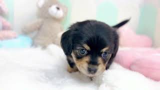 ハーフ犬の動画01