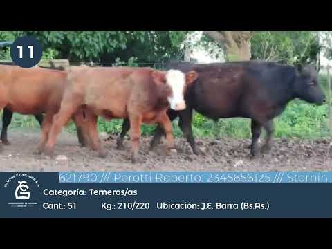 Lote MACHOS Y HEMBRAS - J E Barra Bs As