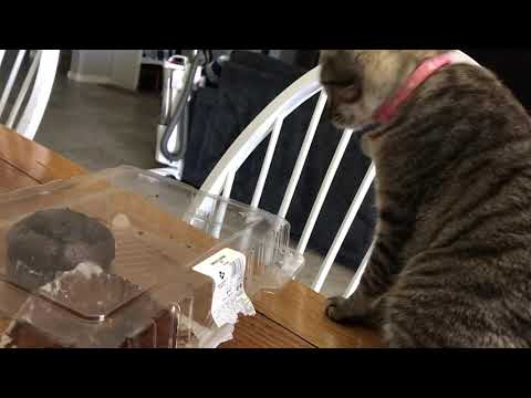 Mitzy falls for chocolate.