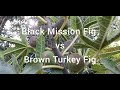 Black Mission Fig Vs Brown Turkey Fig