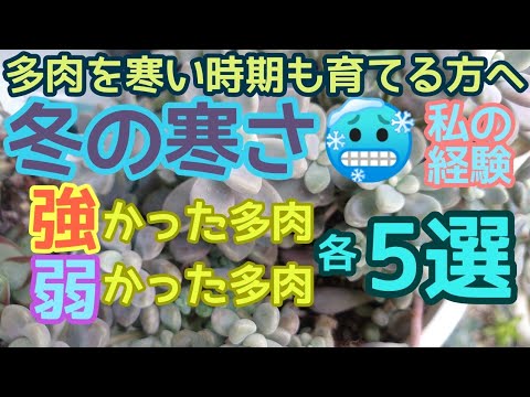 寒さや霜に強い鉢植えの植物はどれですか?採用する13本の木、多年草、花、多肉植物  庭園