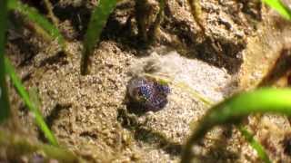 preview picture of video 'Anilao, Philippines - Cute squid hides in sand 菲律賓, 阿尼洛 - 烏賊'