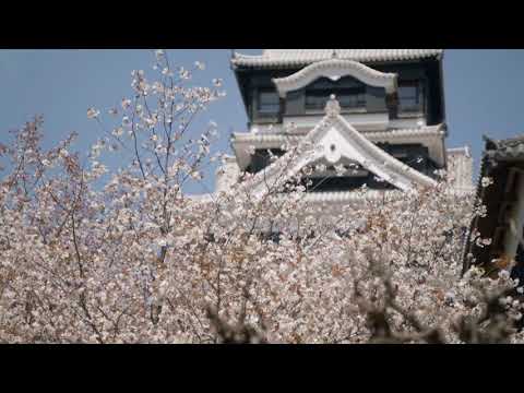 Cherry Blossoms at Kumamoto Castle