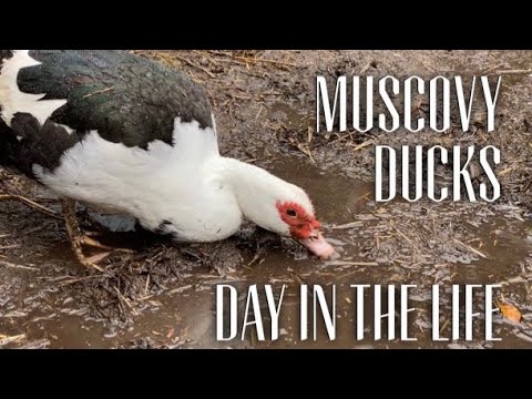 , title : 'Backyard Muscovy Ducks Q and A / Cleaning Out The Duck Coop and A Day In Pet Muscovies Life'