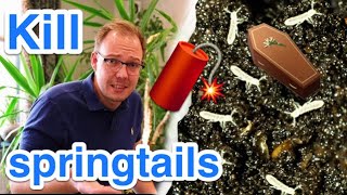 Fight little white springtail animals in plants and pottery earth - 4 simple methods