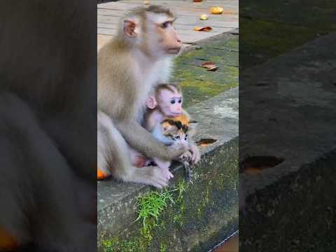 The Miraculous Moment a Monkey Family Rescued a Kitten