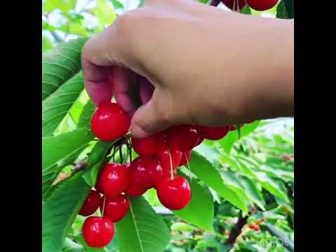さくらんぼ狩り:さくらんぼ収穫のヒント 庭の練習