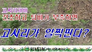 2년차 고사리밭-건조하고 퇴비가 부족하면 고사리가 일찍 핀다?