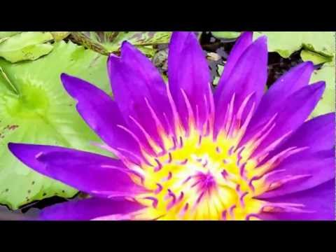 Nymphaea Tanzanite water lily