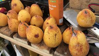 Deans Lost The Plot 18/2/18 trimming fruit trees, checking saved fruit &amp; more dahlias 😁 #24