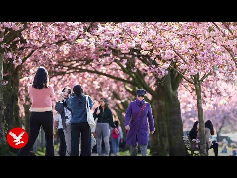 Live: Visitors gather in crowds to see Tokyo's cherry blossoms in full bloom