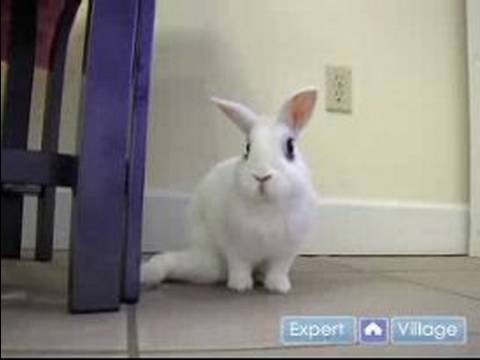 Pet Rabbit Care : Why You Shouldn't Give Pet Rabbits as Easter Presents
