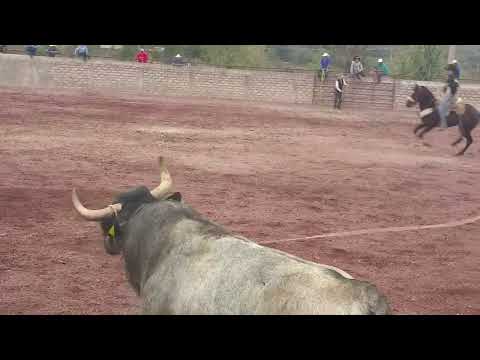 cirujano de rancho San Judas Tadeo 🔥🔥 alcansando 3 caballos