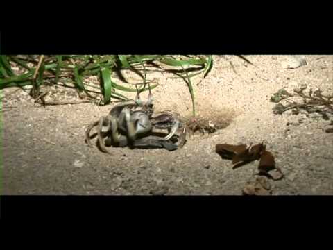 Unlucky baby turtle ends up as Crab dinner!!!