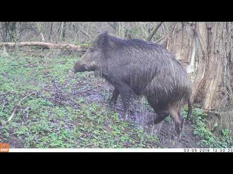 Wildcamerabeelden Dijleland (Vlaams-Brabant) - maart 2019