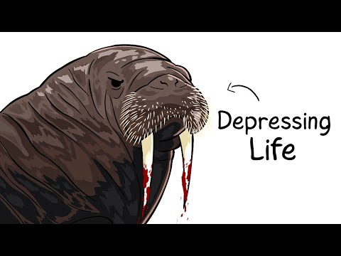 Why it Sucks To Be Born as a Walrus
