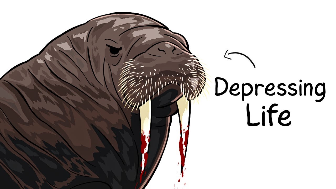 Why it Sucks To Be Born as a Walrus
