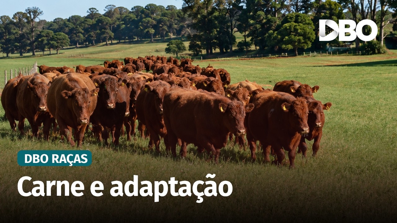 Bravon reforça a expansão da raça Devon no Brasil