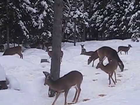 Lots of Dear Deer Friends in my Yard :-)