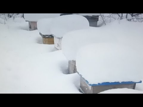 Пчеловодство.Скоро трансляция. Тема,аномальное похолодание.Как подготовить пчёл к зимовке.