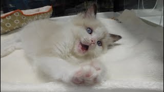 TOURISTY RAMEN, YAKINIKU, PUPPIES & KITTENS!