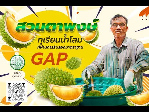 ทุเรียนน้ำโสม พืช GAP 