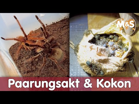 Paarungsakt gefilmt! | Theraphosa apophysis, blondi, stirmi