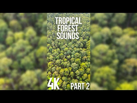 4K Relaxing Atmosphere of a Rainforest - Nature for Vertical Screens of Tablets & Phones #2