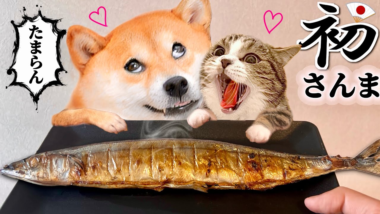 【猫と柴犬】生まれて初めて食べたサンマがうますぎて狂った(#にゃんてわんだふる)