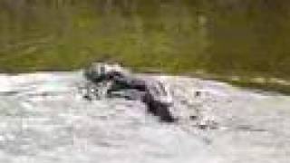 preview picture of video 'Alligators on Everglades Airboat Tour'
