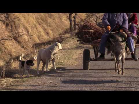 Tajik sagi dahmarda puppies in Shamolguzar