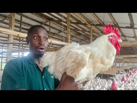 Why are my Broiler Chickens SO BIG? And Why do they LAY EGGS?