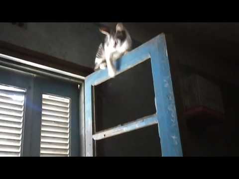 القطة نجة. Cat najat