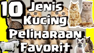 Download lagu 10 Types of Favorite Pet Cats mp3