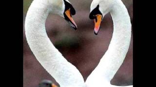 OSANNA - l'amore vincerà di nuovo