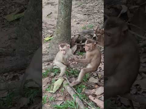 Young Come to playing on field#Dac@22